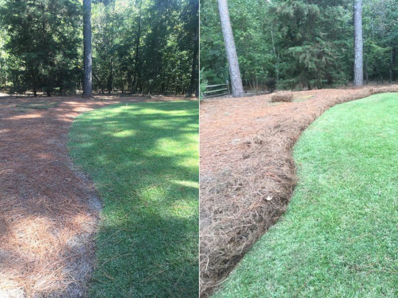 Pine Straw